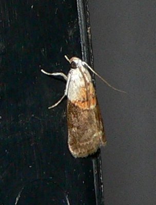 Walnut Shoot Moth - Acrobasis demotella
