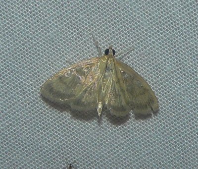 Pale-winged Crocidophora Moth - Crocidophora tuberculalis
