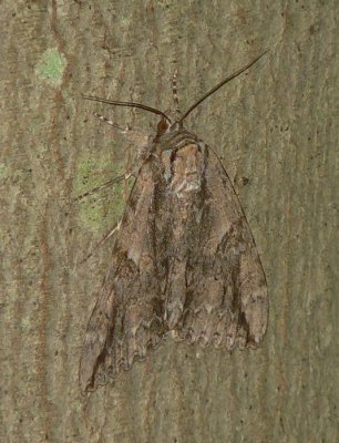 Mother Underwing - Catocala parta