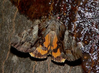 Hawthorn Underwing - Catocala crataegi