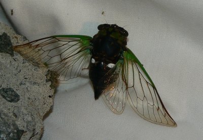 Swamp Cicada - Tibicen tibicen