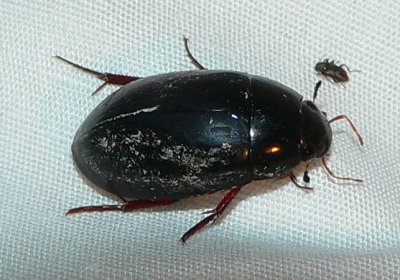 Water Scavenger Beetle - Hydrochara