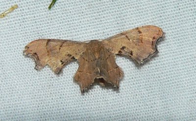 Brown Scoopwing - Calledapteryx dryopterata