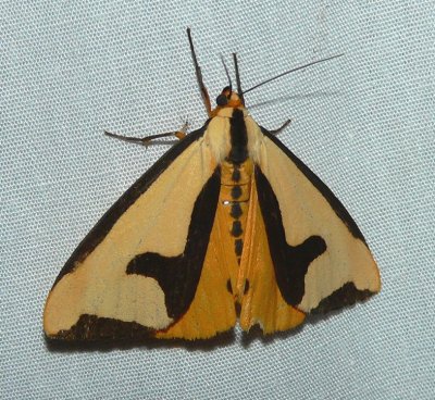 Clymene Moth - Haploa clymene