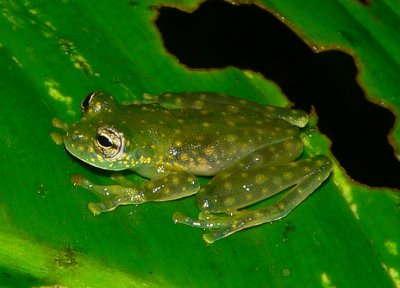 Yellow-flecked Glassfrog - <i>Sachatamia albomaculata</i>
