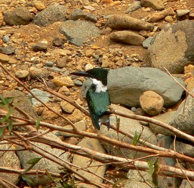 Amazon Kingfisher - Chloroceryle amazona