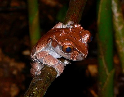 Spiny-crowned Treefrog - Anotheca spinosa
