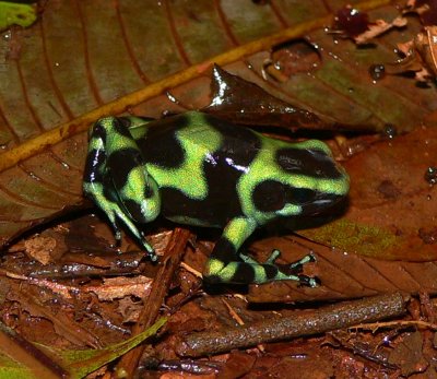 Green and Black Poison Frog - Dendrobates auratus