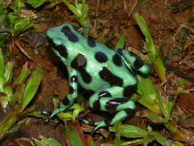 Green and Black Poison Frog - Dendrobates auratus