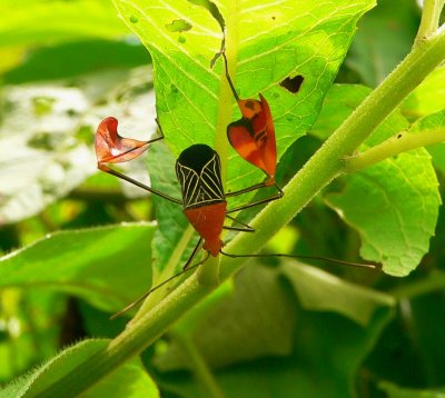 Leaf-footed Bug 