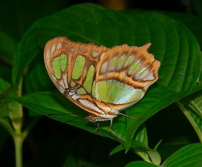 Malachite Butterfly - Siproeta stelenes