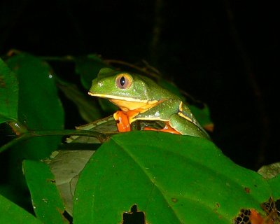 Grey-eyed Leaf Frog - Cruziohyla calcarifer