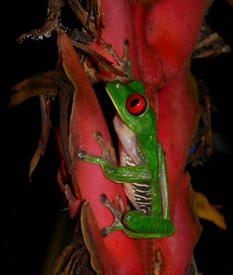 Red-eyed Treefrog - Agalychnis callidryas