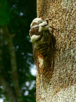 Cicada with Fungus