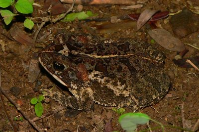 Toad - Incilius coccifer