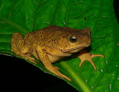 Green Climbing Toad - Incilius coniferus