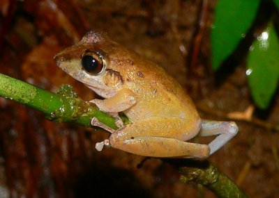 Rain Frog - Craugastor crassidigitus