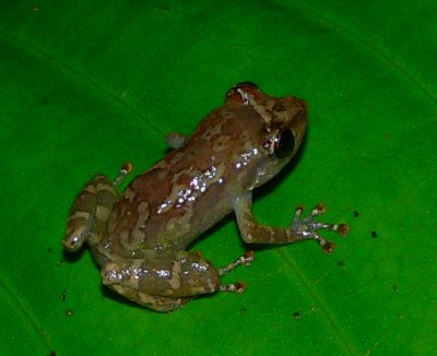 Dink Frog - Diasporus diastema