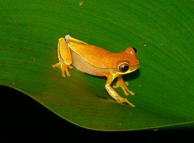 Hourglass Treefrog - Dendropsophus ebraccatus