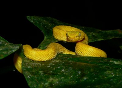Eyelash Viper - Bothriechis schlegelii