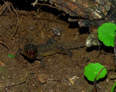 Yellow-spotted Night Lizard - <i>Lepidophyma flavimaculatum</i>