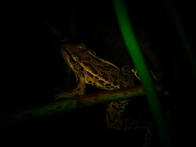 Leopard Frog - Lithobates forreri