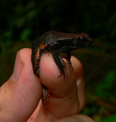 Leaf Litter Toad - Rhaebo haematiticus
