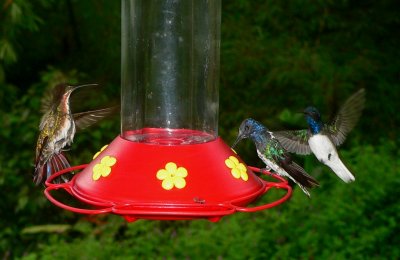 Hummingbirds