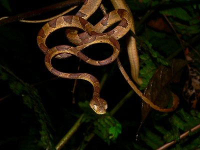 Blunt-headed Tree Snake - Imantodes cenchoa