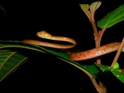 Plain Tree Snake - Imantodes inornatus