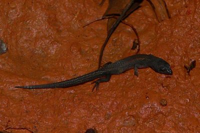 Northern Spectacled Lizard - Leposoma southi