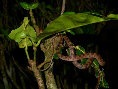 Cat-eyed Snake - <i>Leptodeira septentrionalis</i>