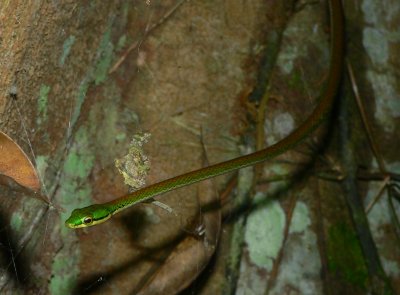 Oliver's Parrot Snake - Leptophis nebulosus