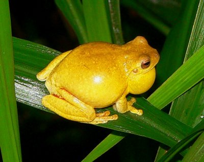Swamp Treefrog - Tlalocohyla loquax
