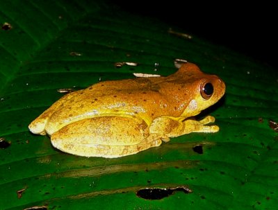 Swamp Treefrog - <i>Tlalocohyla loquax</i>