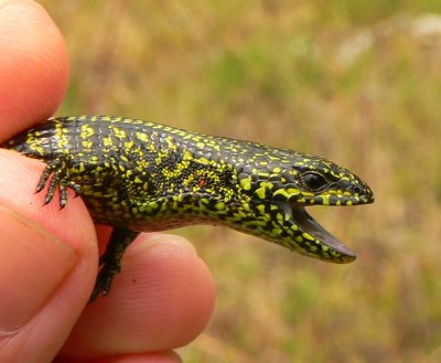 Montane Alligator Lizard - <i>Mesaspis monticola</i>