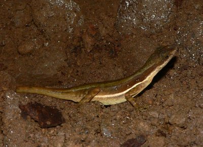 Anole - Norops oxylophus
