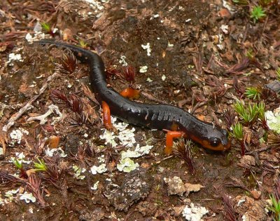 Salamander -Bolitoglossa pesruba