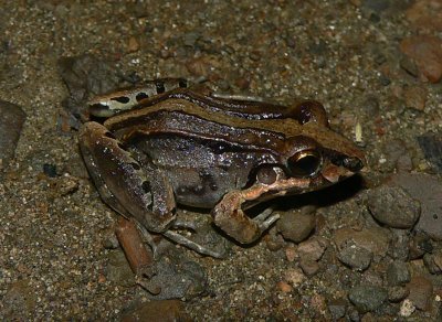 Frog - Leptodactylus poecilochilus