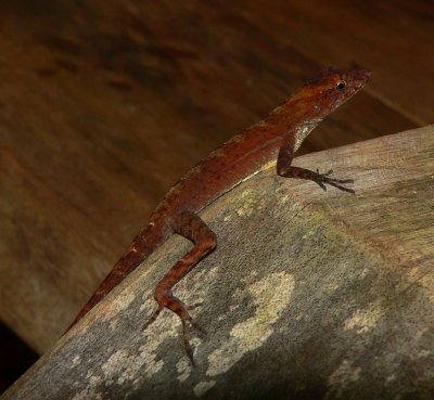 Anole - Norops polylepis