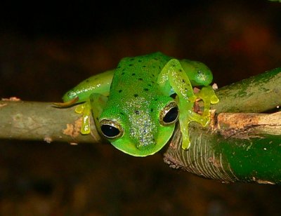 Emerald Glass Frog - Espadarana prosoblepon
