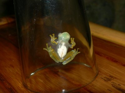 Powdered Glass Frog - Teratohyla pulverata