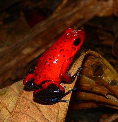 Strawberry Poison Frog - Oophaga pumilio