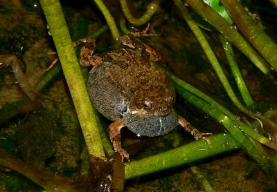Tungara Frog - Physalaemus pustulosus