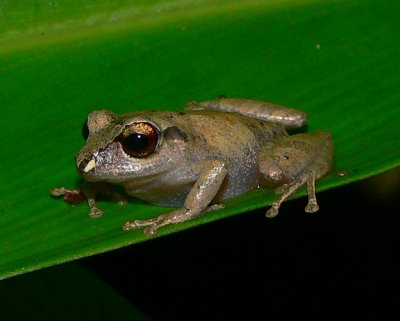 Pygmy Rainfrog - Pristimantis ridens