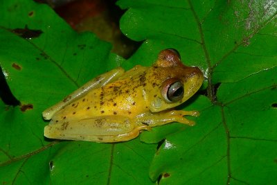 Gladiator Treefrog - Hypsiboas rosenbergi