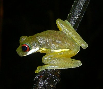 Red-eyed Stream Frog - Duellmanohyla rufioculis