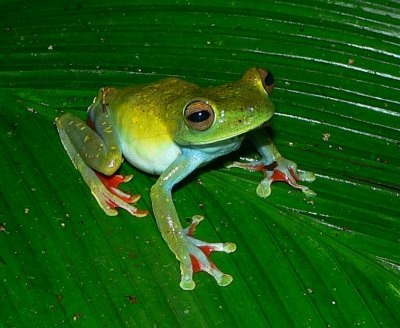 Rufous-webbed Treefrog - Hypsiboas rufitelus