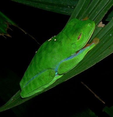 Tree Frog - Agalychnis saltator