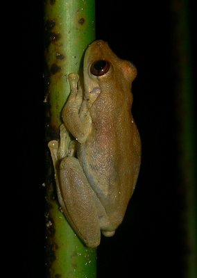 Olive-snouted Treefrog - Scinax elaeochroa